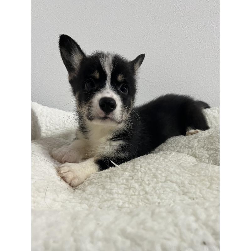 販売中の和歌山県のウェルシュコーギーペンブローク-418663の10枚目