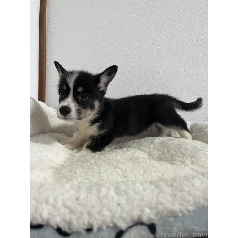 販売中の和歌山県のウェルシュコーギーペンブローク-418663の9枚目