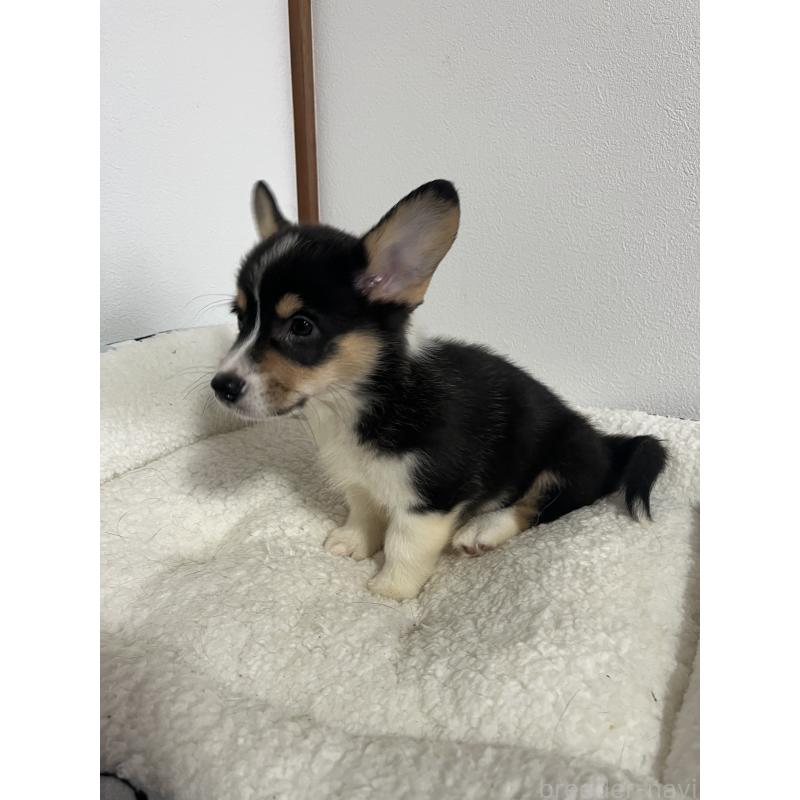 販売中の和歌山県のウェルシュコーギーペンブローク-418666の11枚目