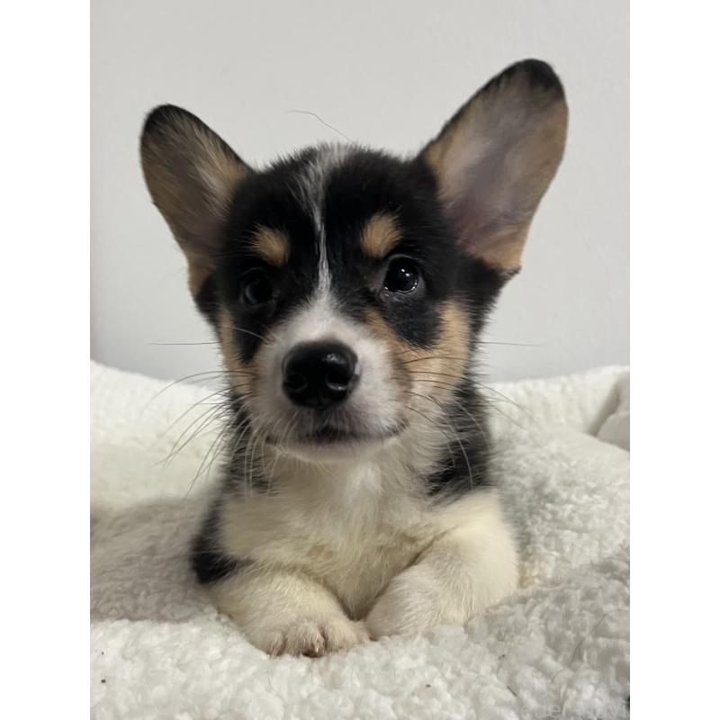 販売中の和歌山県のウェルシュコーギーペンブローク-418666