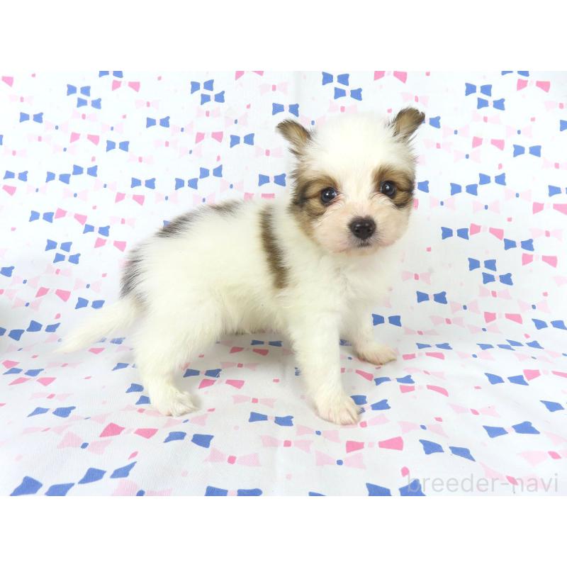 成約済の千葉県のパピヨン-422274の14枚目