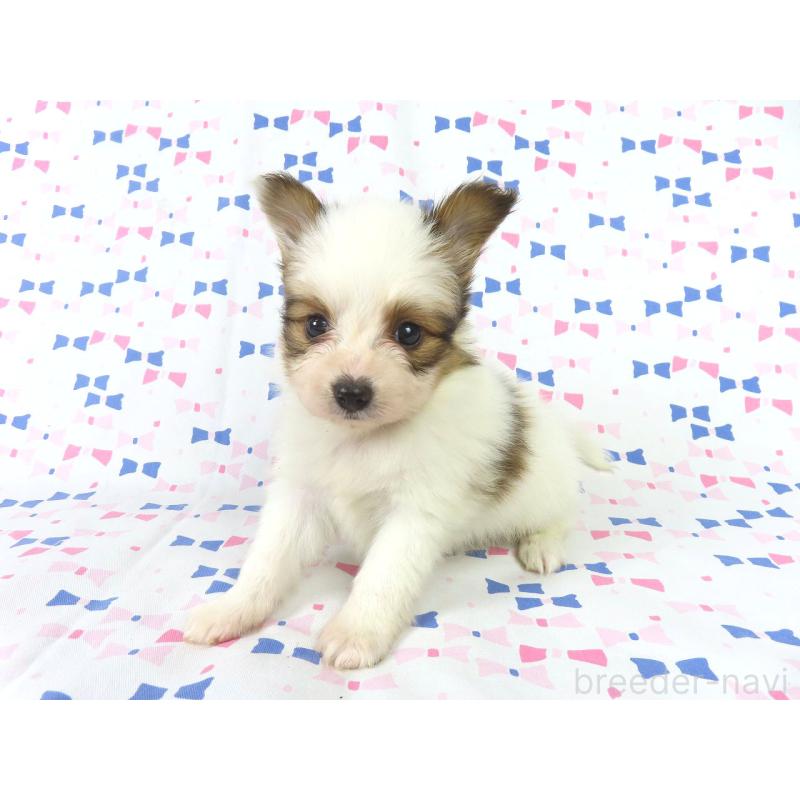 成約済の千葉県のパピヨン-422274の13枚目