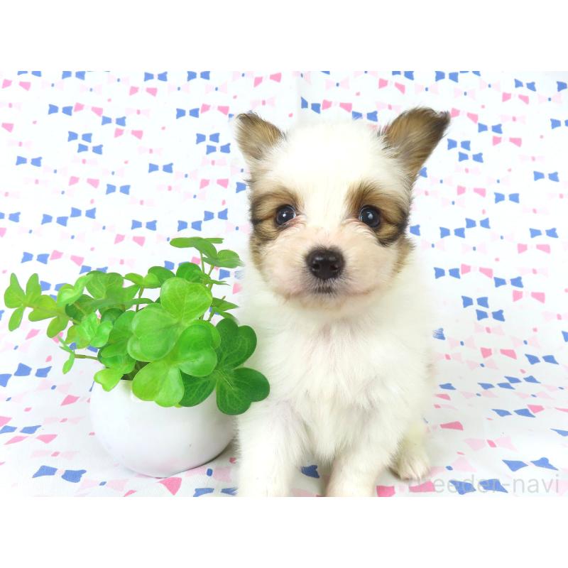 成約済の千葉県のパピヨン-422274の12枚目