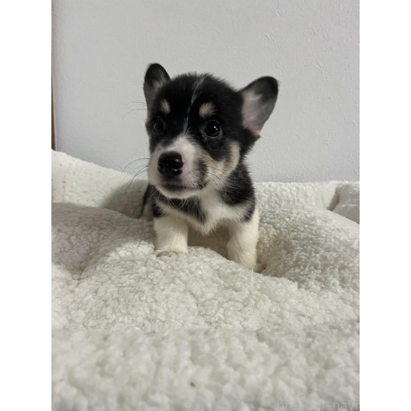 販売中の和歌山県のウェルシュコーギーペンブローク-418668の13枚目