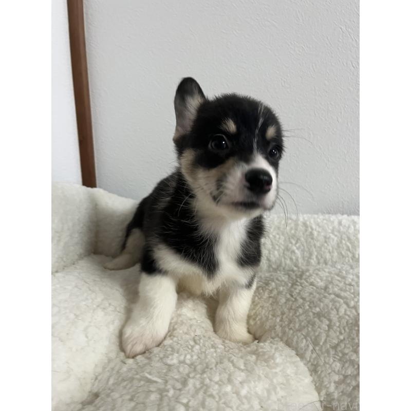 販売中の和歌山県のウェルシュコーギーペンブローク-418668の12枚目