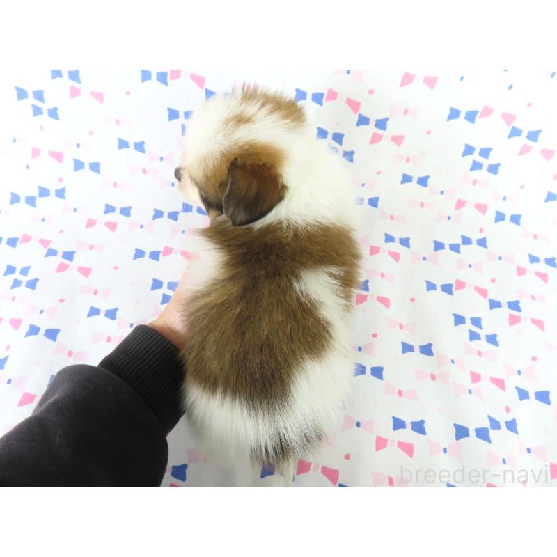 成約済の千葉県のパピヨン-422291の15枚目