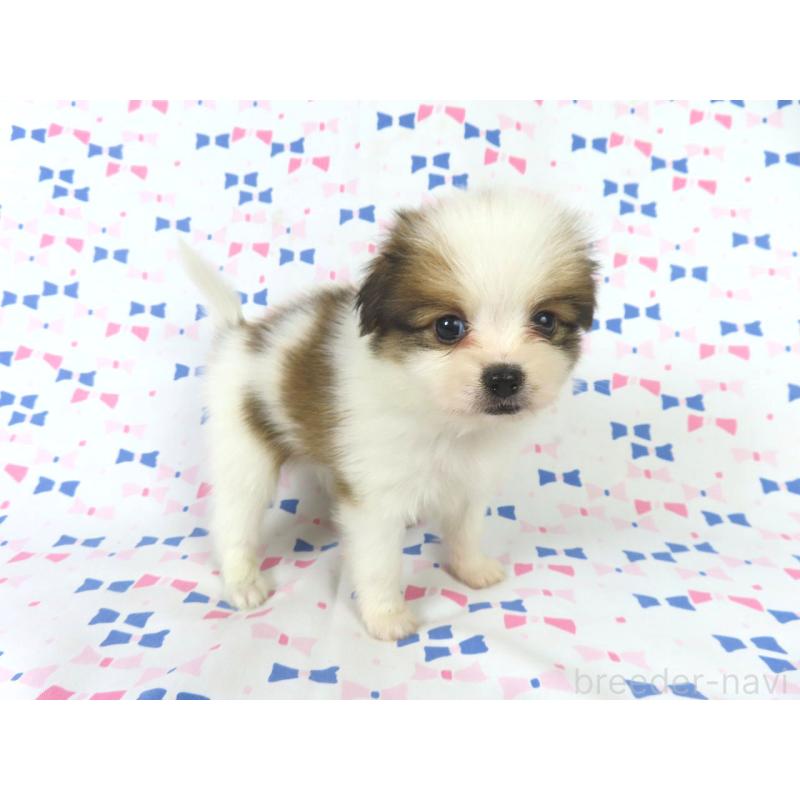 成約済の千葉県のパピヨン-422291の14枚目