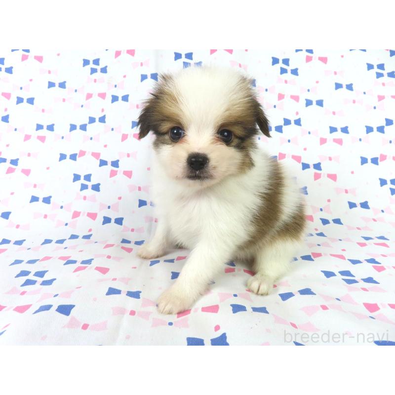 成約済の千葉県のパピヨン-422291の12枚目