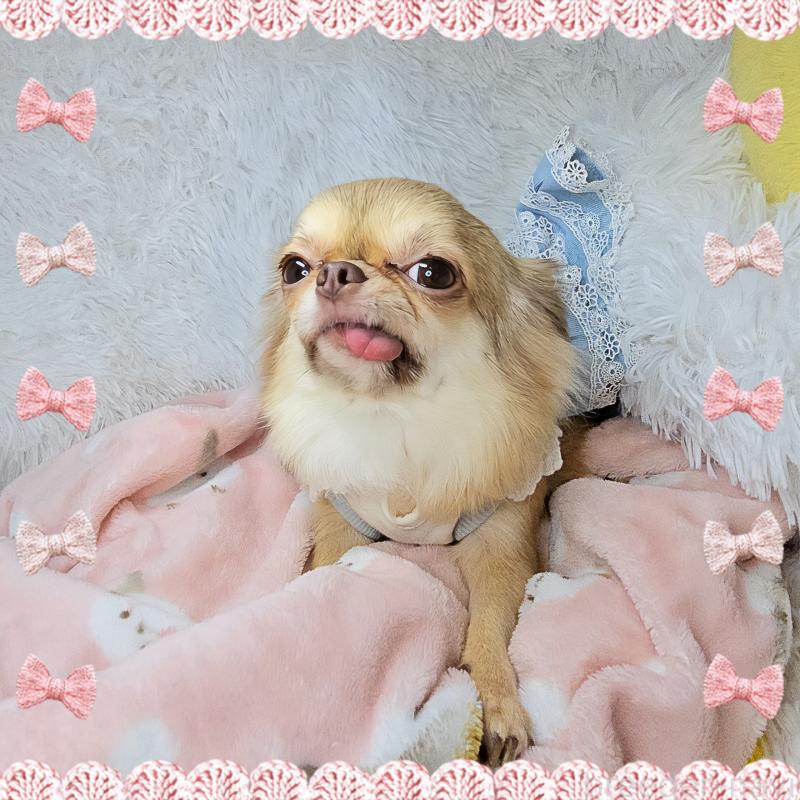 販売中の東京都のチワワ(ロングコート)-393103の1枚目