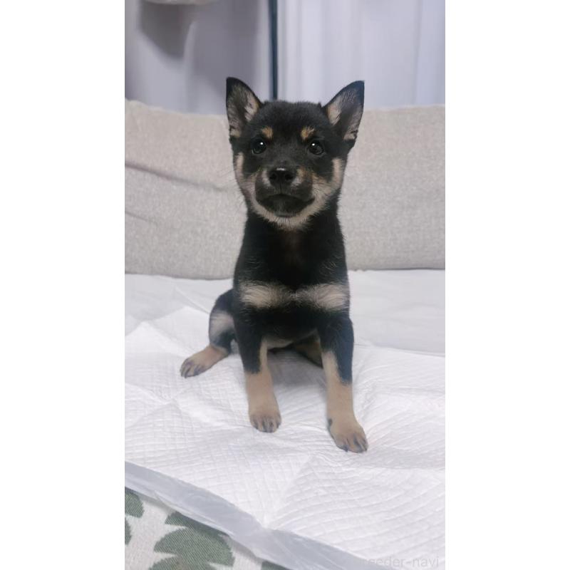 販売中の茨城県の豆柴-424510の4枚目