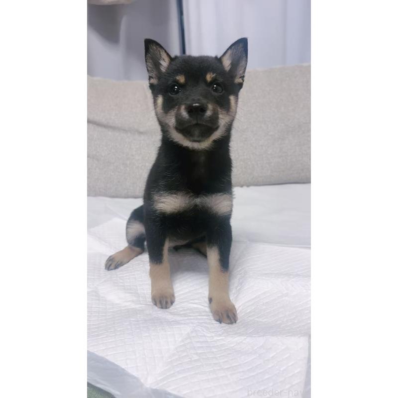 販売中の茨城県の豆柴-424510の3枚目