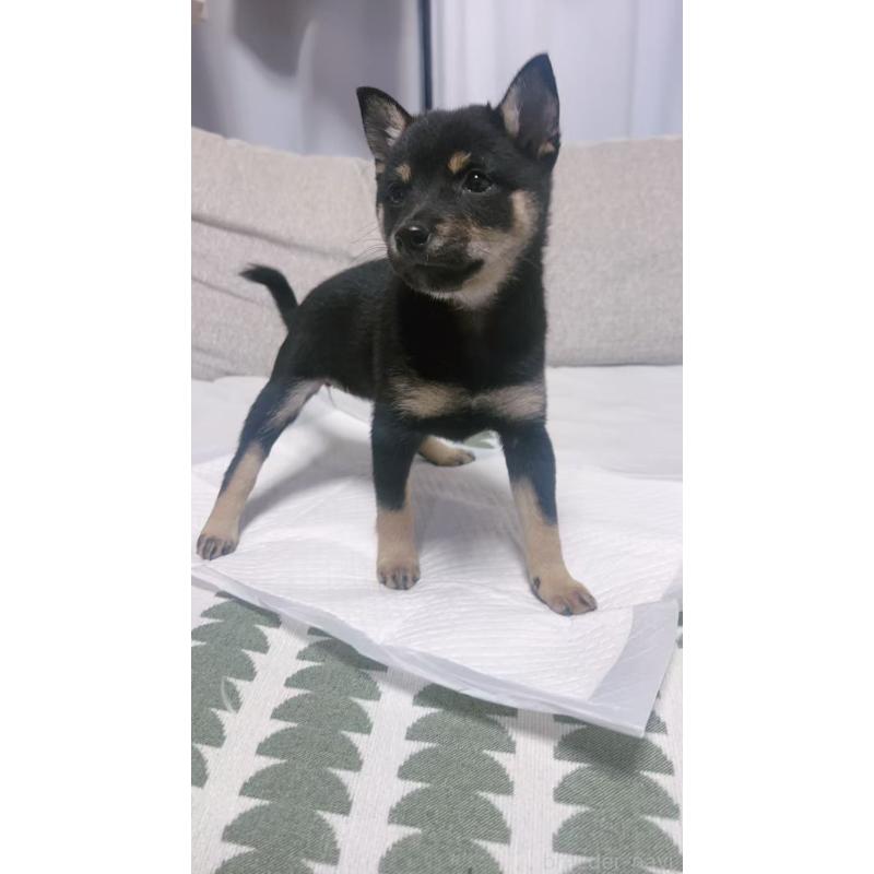 販売中の茨城県の豆柴-424510の2枚目