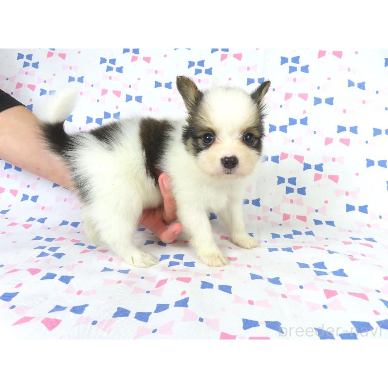 成約済の千葉県のパピヨン-422341の11枚目