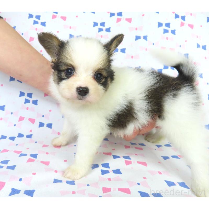 成約済の千葉県のパピヨン-422341の9枚目