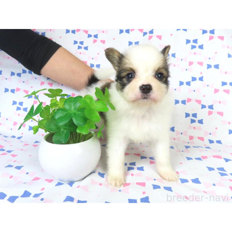 成約済の千葉県のパピヨン-422341の8枚目