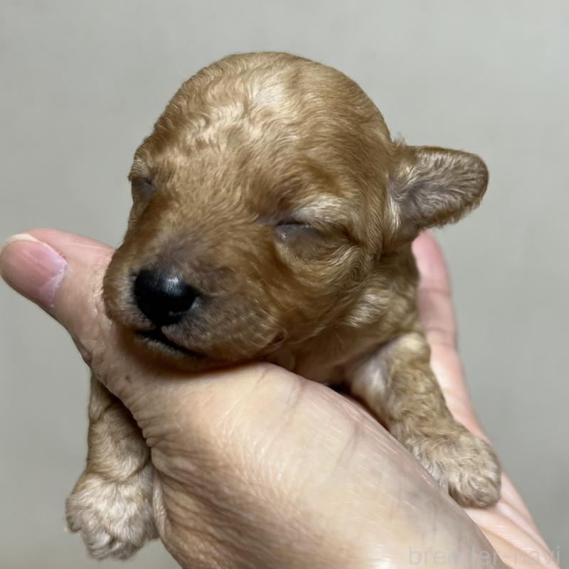 販売中の福岡県のタイニープードル-424511の8枚目