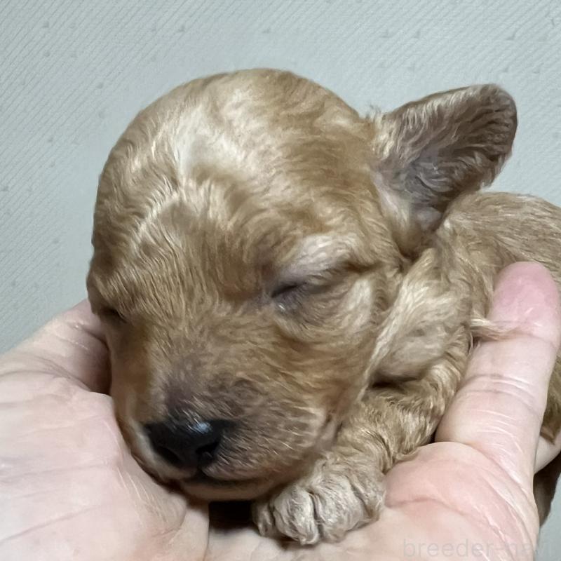 販売中の福岡県のタイニープードル-424511の7枚目