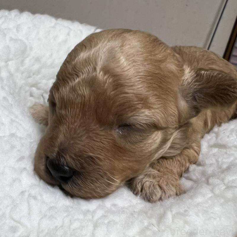 販売中の福岡県のタイニープードル-424511の6枚目