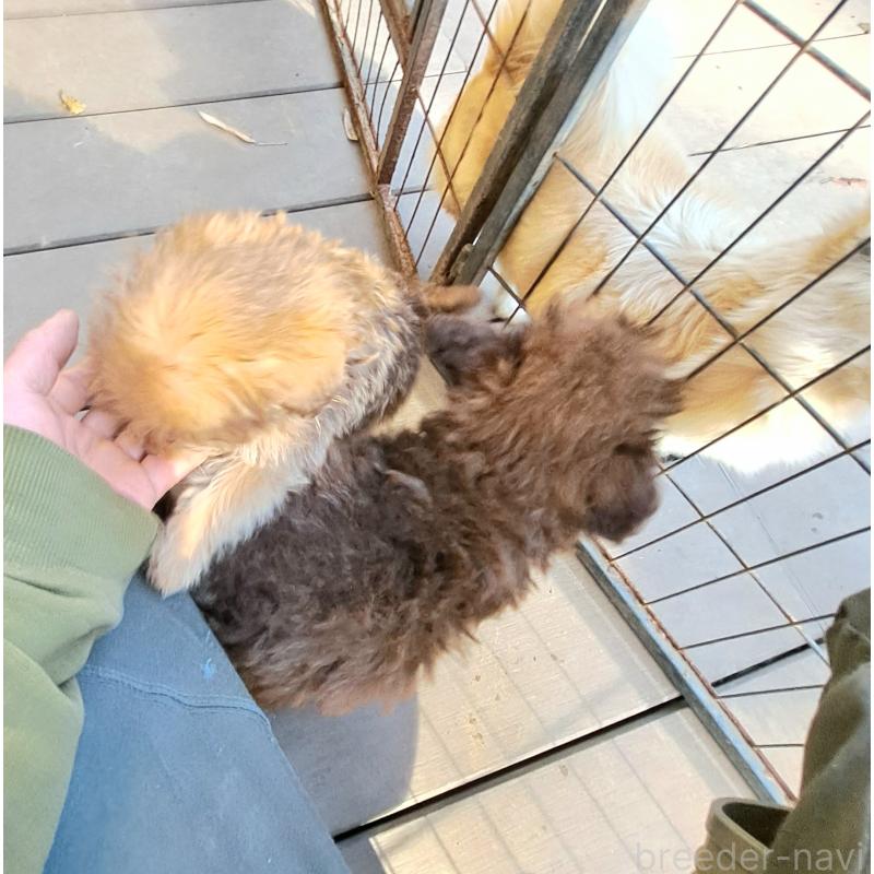 販売中の千葉県のポメプー:ポメラニアン×トイプードル-420902の9枚目