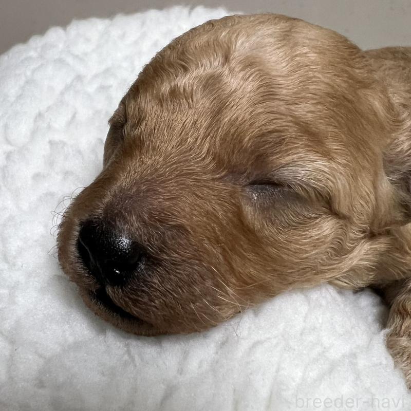 販売中の福岡県のタイニープードル-424511の5枚目