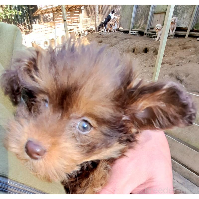 販売中の千葉県のポメプー:ポメラニアン×トイプードル-420902の8枚目