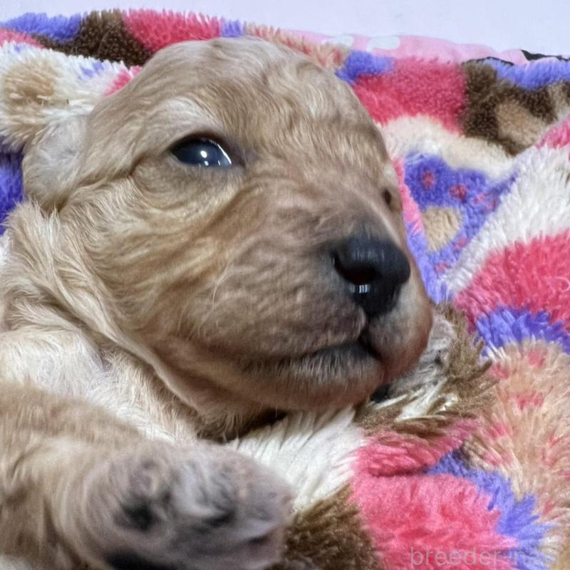 販売中の福岡県のタイニープードル-424511の1枚目