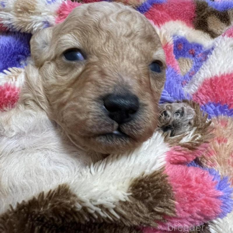 販売中の福岡県のタイニープードル-424511の4枚目