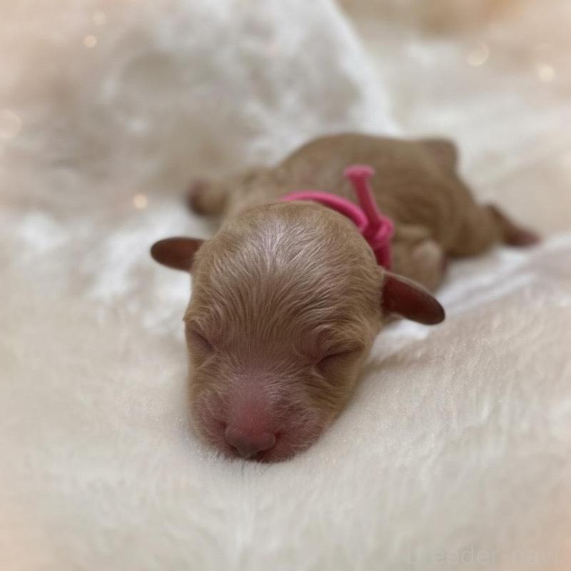 販売中の福岡県のタイニープードル-424511の3枚目