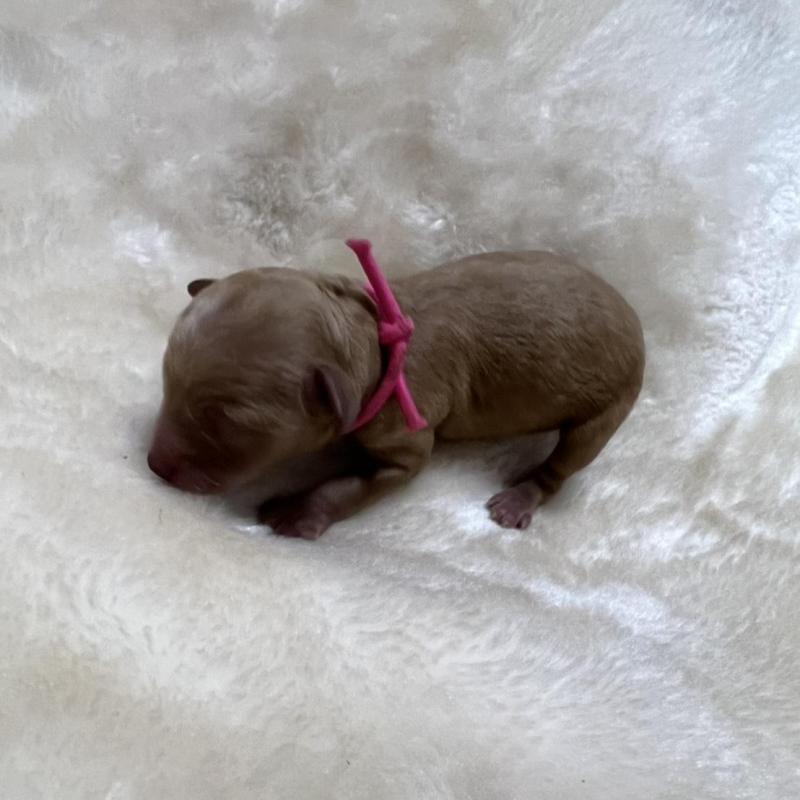 販売中の福岡県のタイニープードル-424511の2枚目