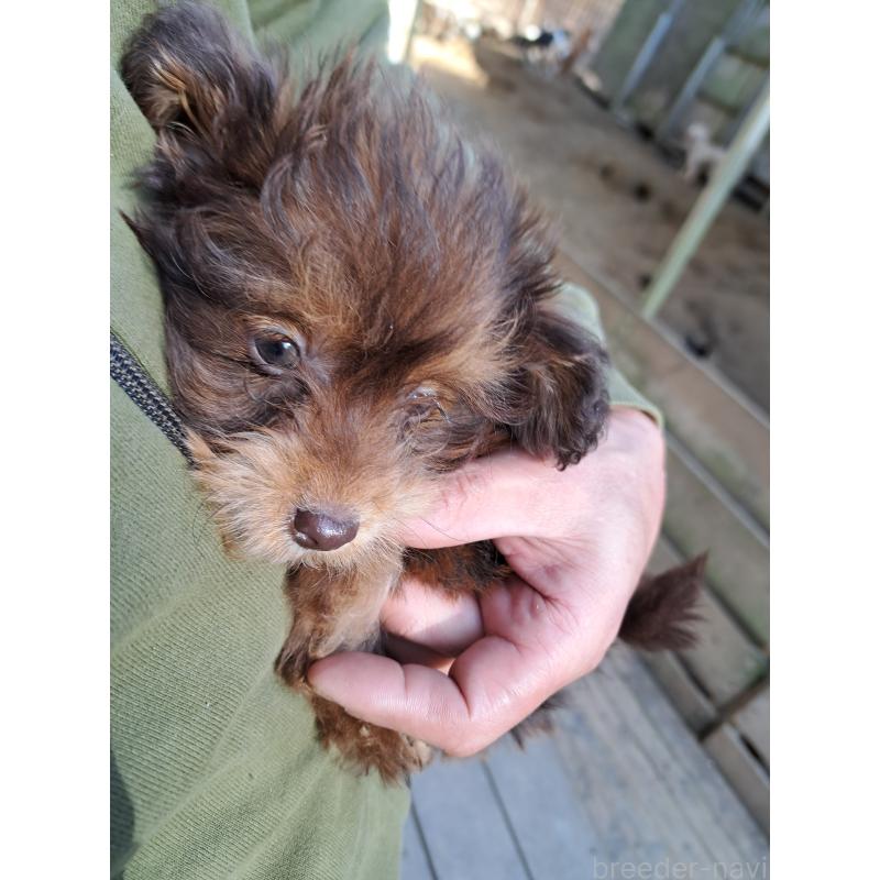 販売中の千葉県のポメプー:ポメラニアン×トイプードル-420902の7枚目