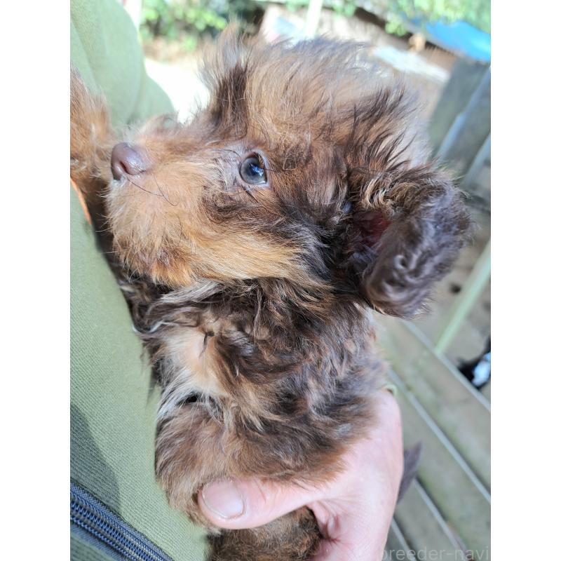 販売中の千葉県のポメプー:ポメラニアン×トイプードル-420902の6枚目