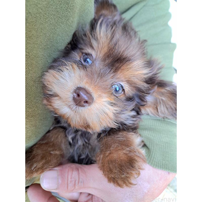 販売中の千葉県のポメプー:ポメラニアン×トイプードル-420902の5枚目