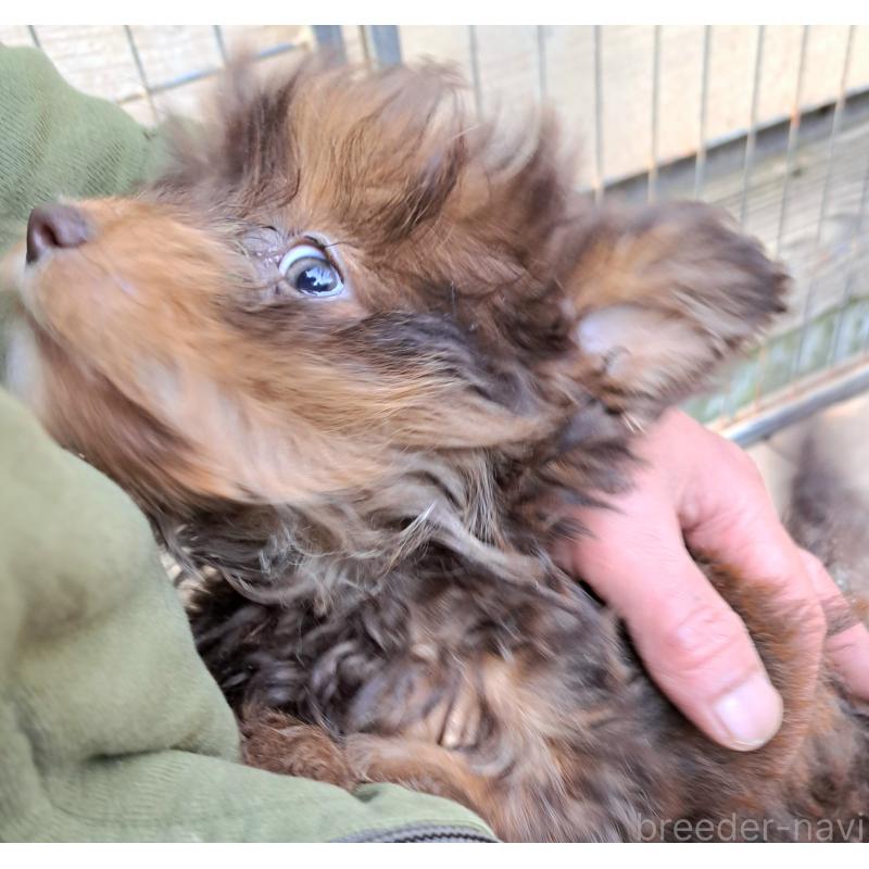 販売中の千葉県のポメプー:ポメラニアン×トイプードル-420902の4枚目