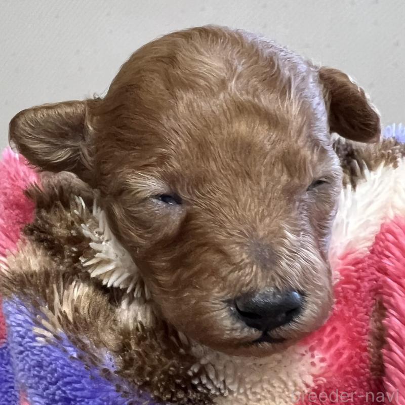 販売中の福岡県のタイニープードル-424514の7枚目