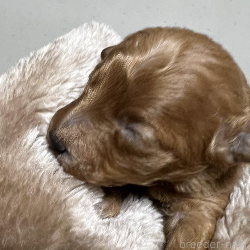 販売中の福岡県のタイニープードル-424514