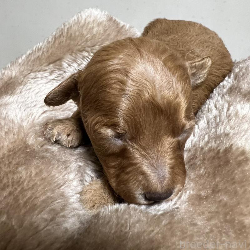 販売中の福岡県のタイニープードル-424514の6枚目