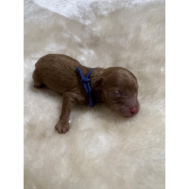 販売中の福岡県のタイニープードル-424514の5枚目