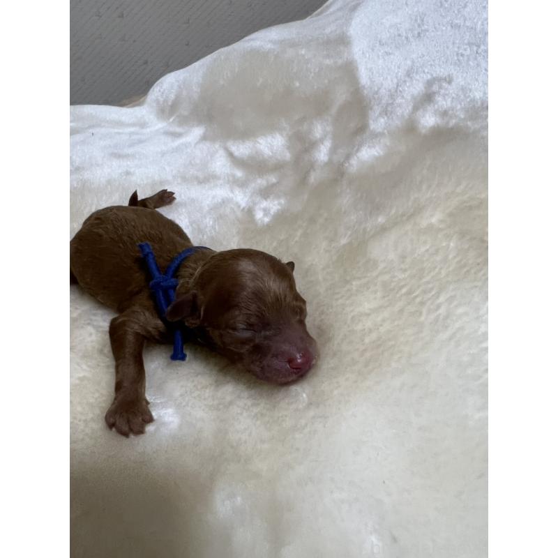 販売中の福岡県のタイニープードル-424514の4枚目