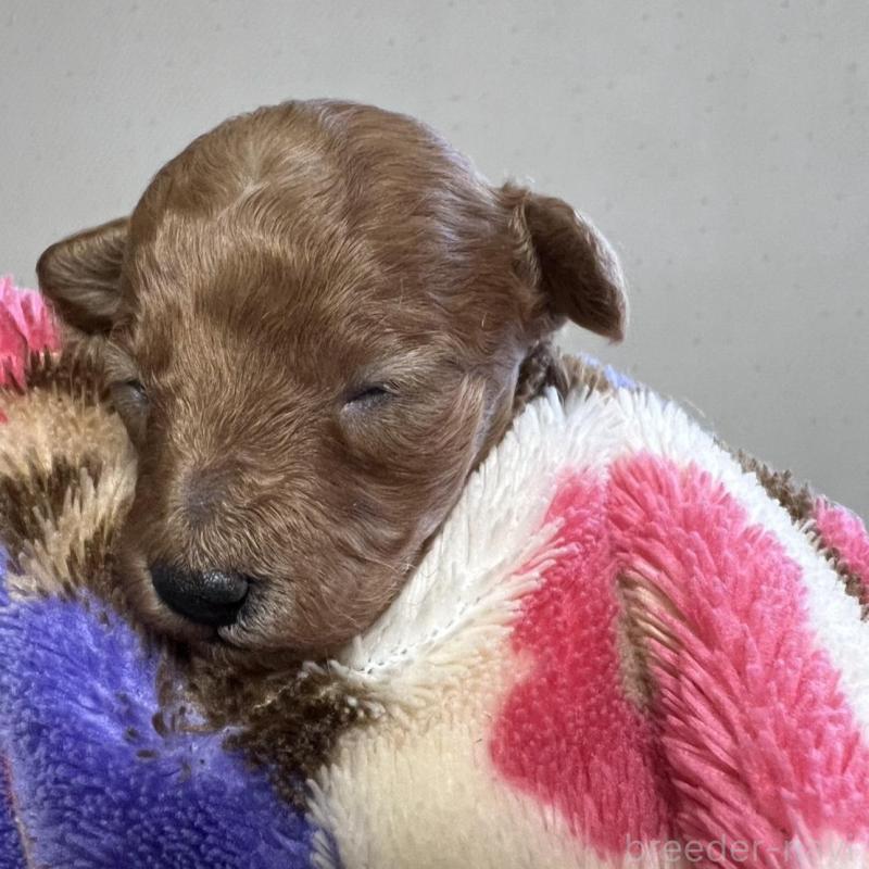 販売中の福岡県のタイニープードル-424514の2枚目