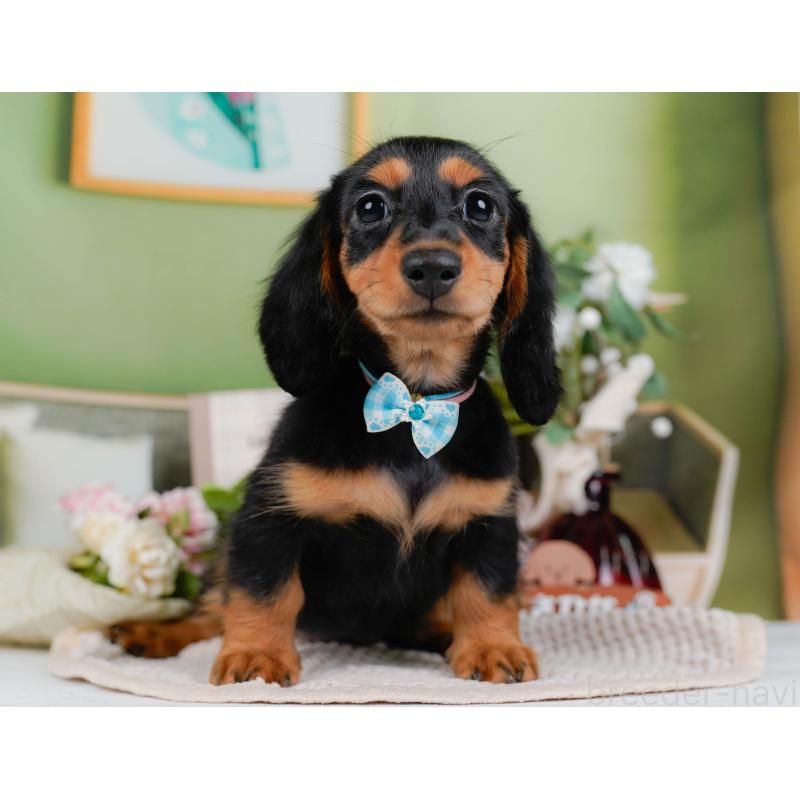 販売中の神奈川県のミニチュアダックスフンド(ロングヘアード)-424516の16枚目