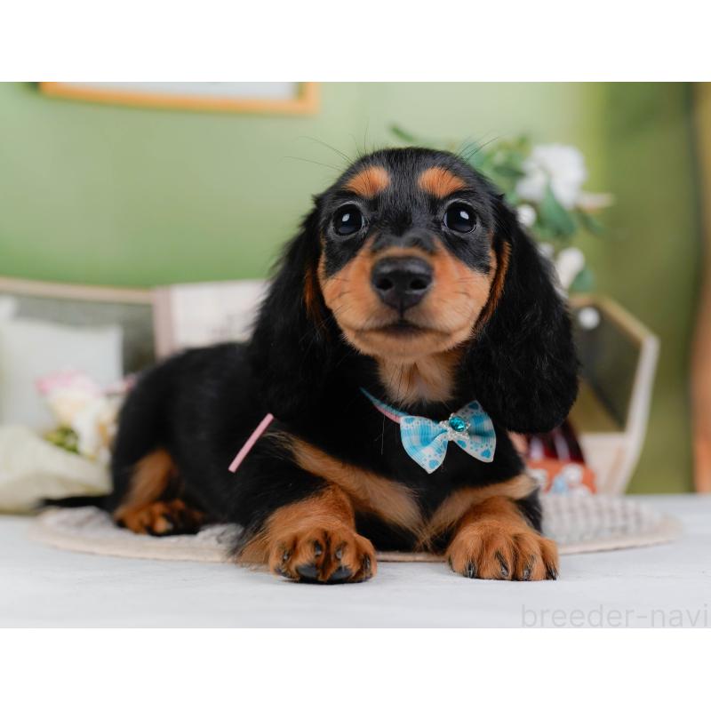 販売中の神奈川県のミニチュアダックスフンド(ロングヘアード)-424516の15枚目