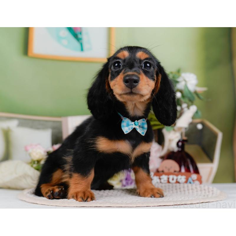 販売中の神奈川県のミニチュアダックスフンド(ロングヘアード)-424516の14枚目