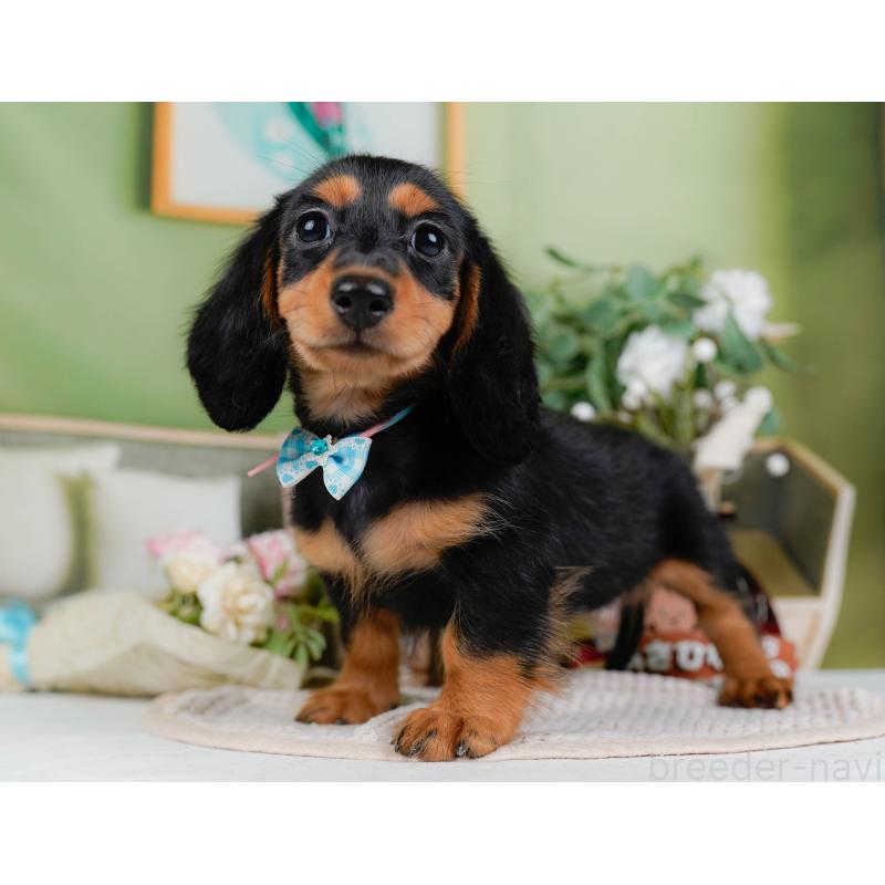 販売中の神奈川県のミニチュアダックスフンド(ロングヘアード)-424516の13枚目