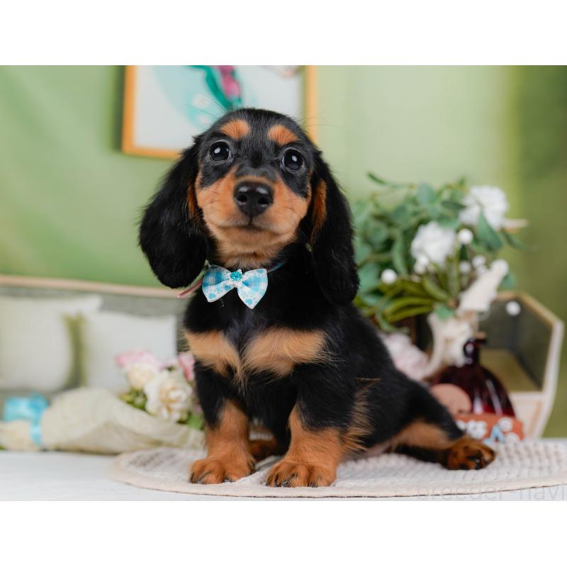 販売中の神奈川県のミニチュアダックスフンド(ロングヘアード)-424516の12枚目