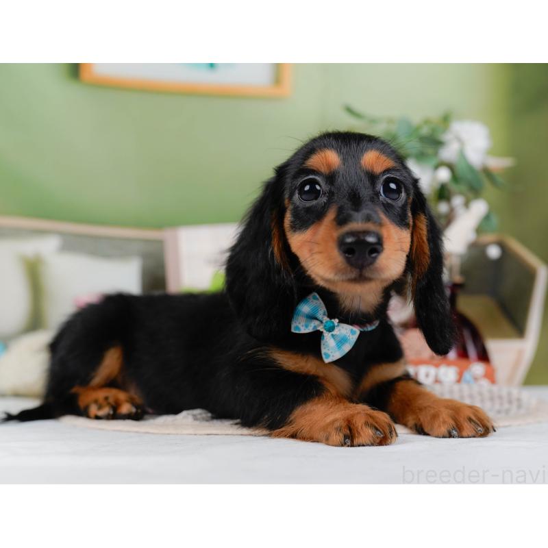 販売中の神奈川県のミニチュアダックスフンド(ロングヘアード)-424516の11枚目