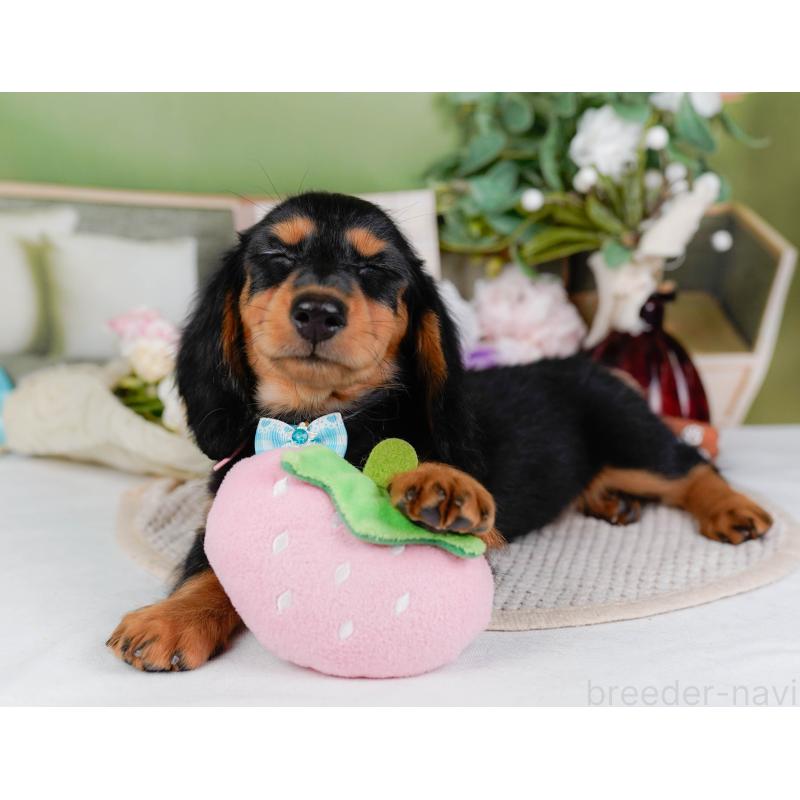 販売中の神奈川県のミニチュアダックスフンド(ロングヘアード)-424516の10枚目