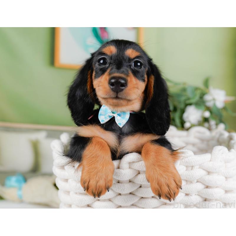 販売中の神奈川県のミニチュアダックスフンド(ロングヘアード)-424516の9枚目