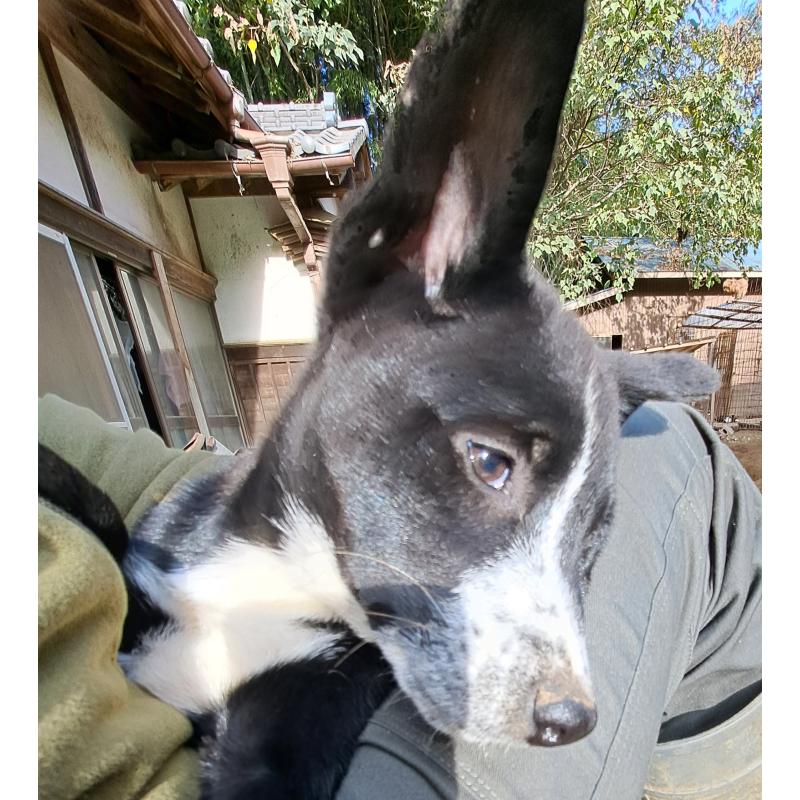 販売中の千葉県のミックス犬-419667