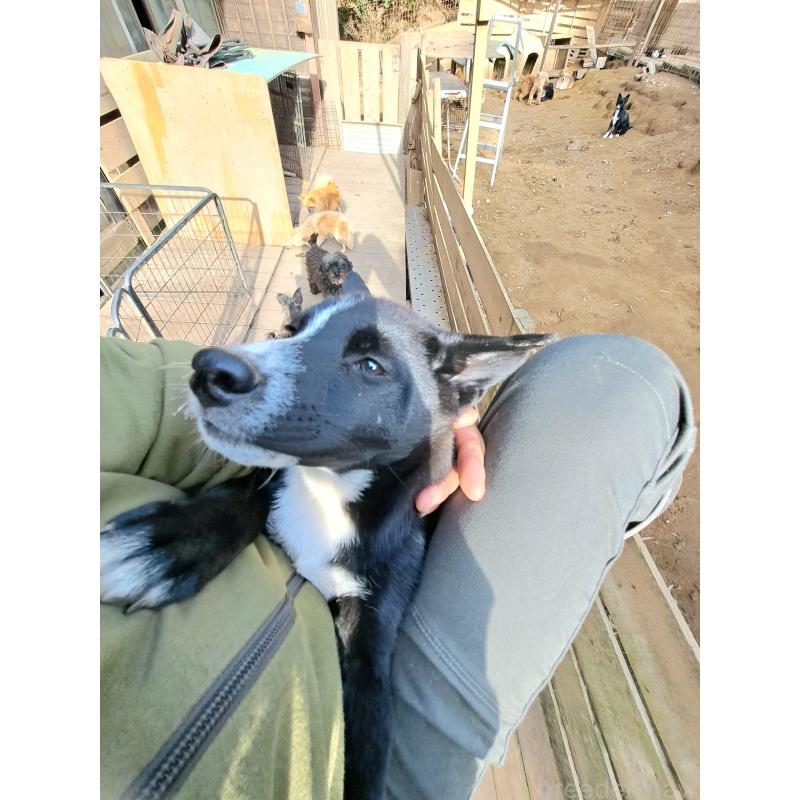 販売中の千葉県のミックス犬-419667の2枚目