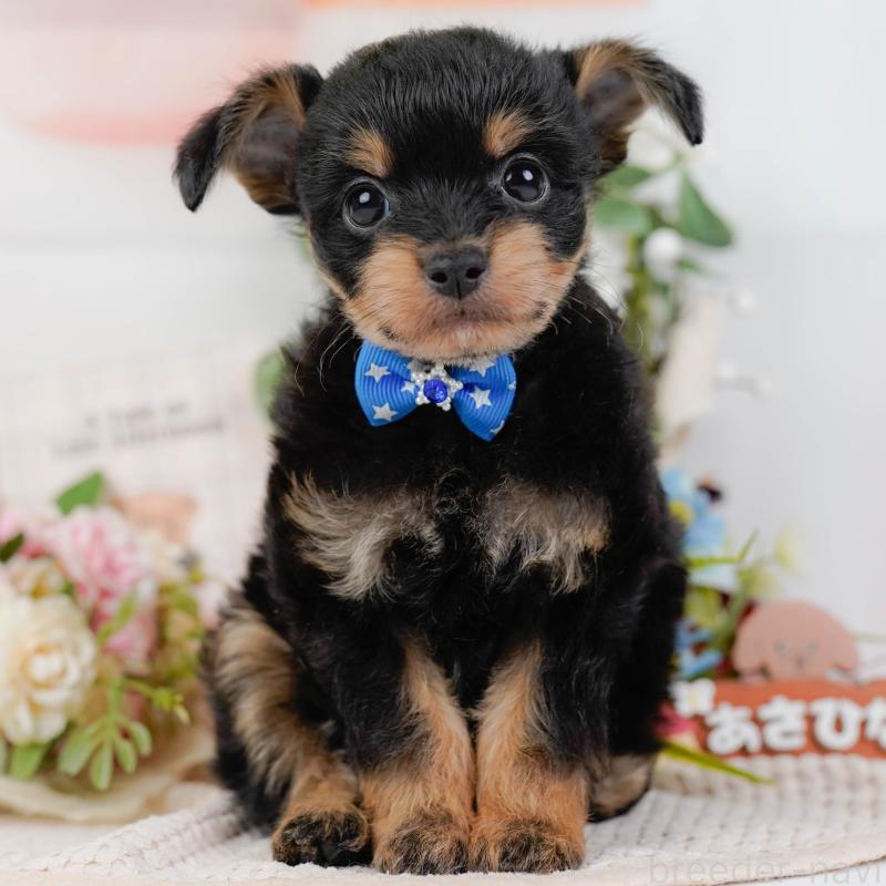 販売中の神奈川県のチワプー:チワワ×トイプードル-424517